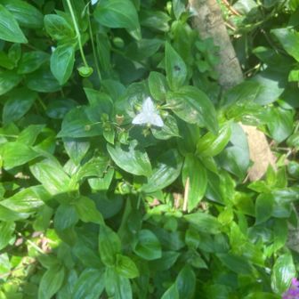 常盤露草
