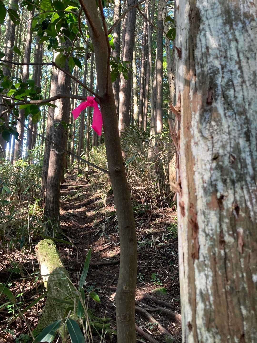 もう少し行くとあれ？となりましたがすぐに真新しいピンクテープを発見、