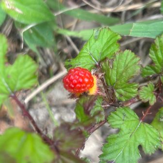 登山口に可愛い🍓
お疲れ山⛰️