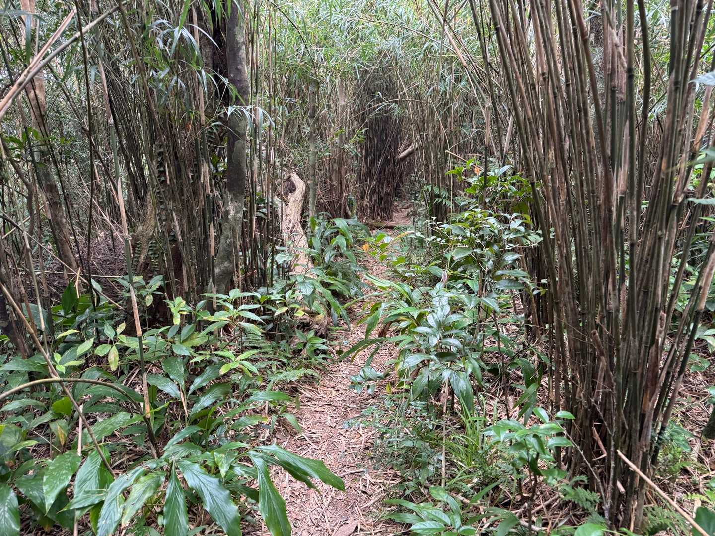 与那覇岳 往復コースの写真