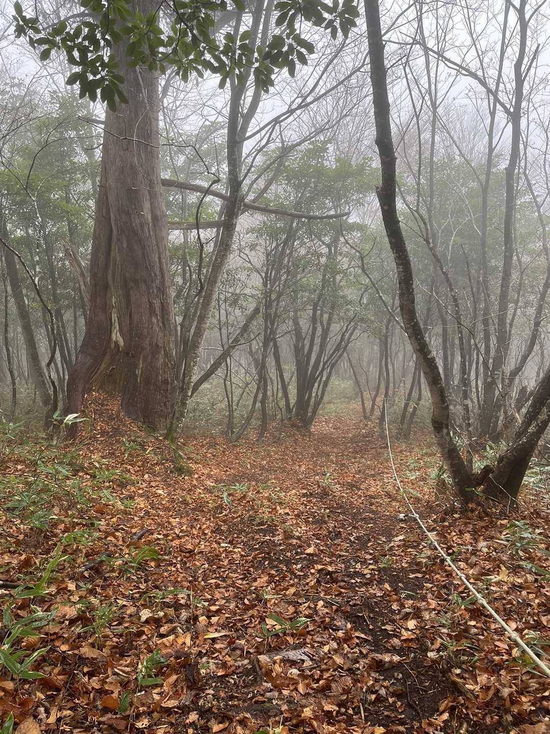 長〜いロープあります

急ぐとこける