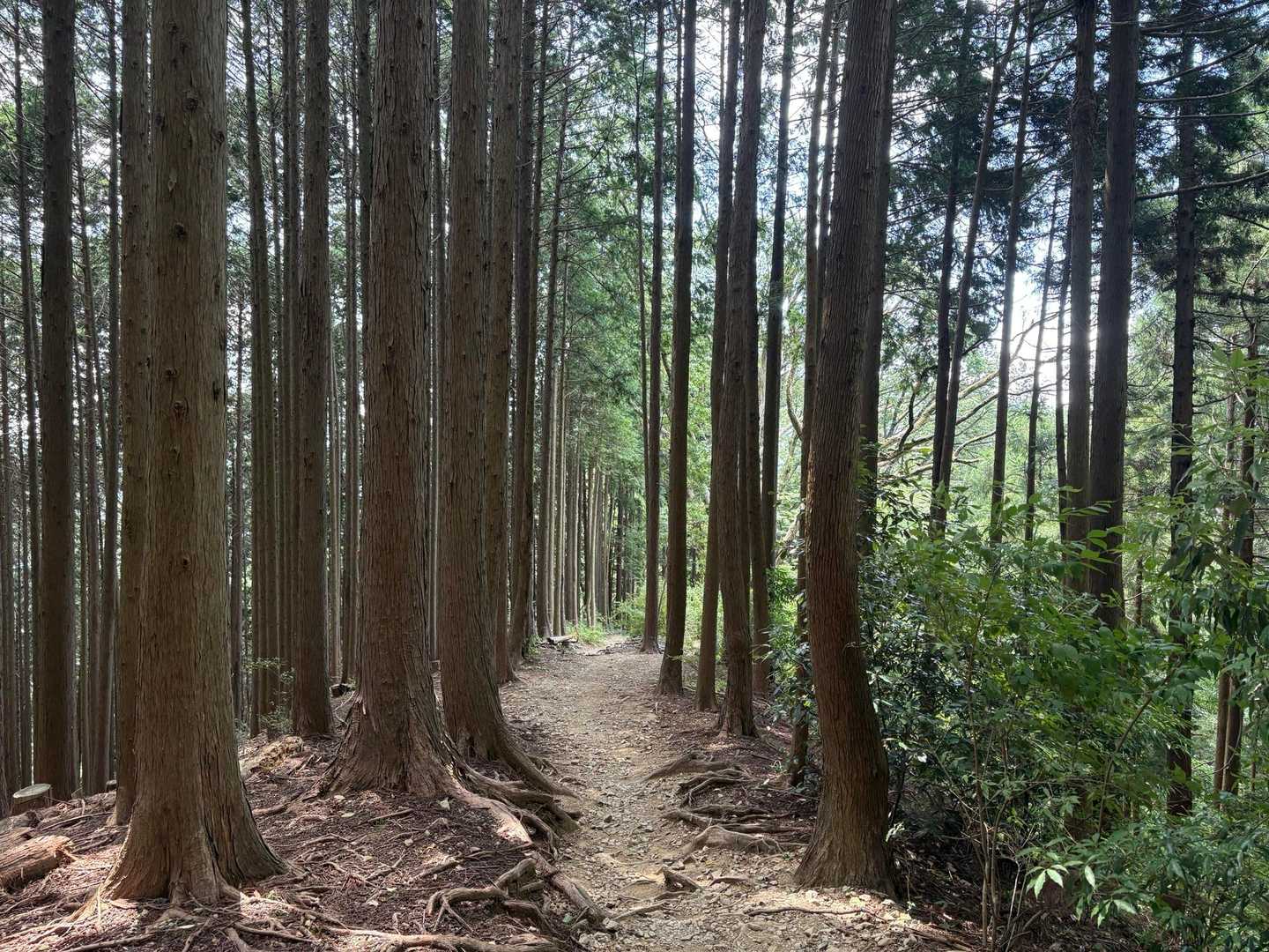 いつものとおり、下山は南東尾根。お気に入りの杉並木の尾根道。