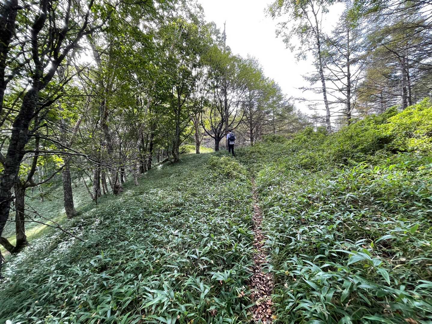短めのクマ笹の小道👟