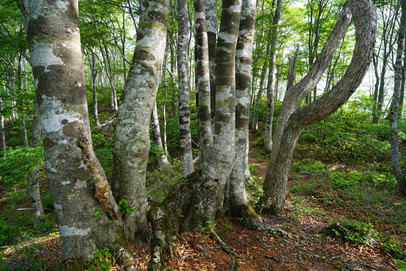 白谷登山口-エコチ谷登山口-鳥越峠-横山岳-横山岳-東尾根 周回コースの写真