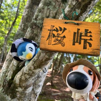 桜峠に着いたよ！
