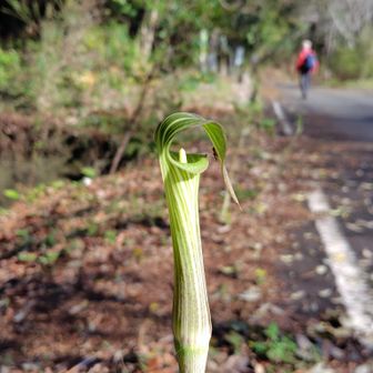マムシグサがニョキニョキ
出発