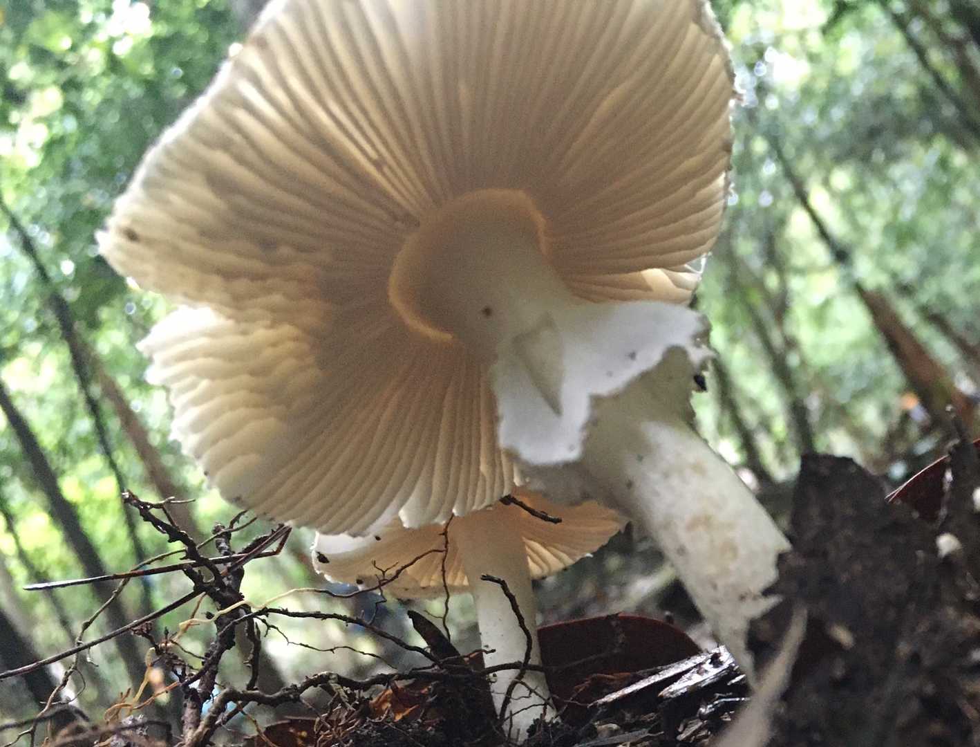 下からも🍄
