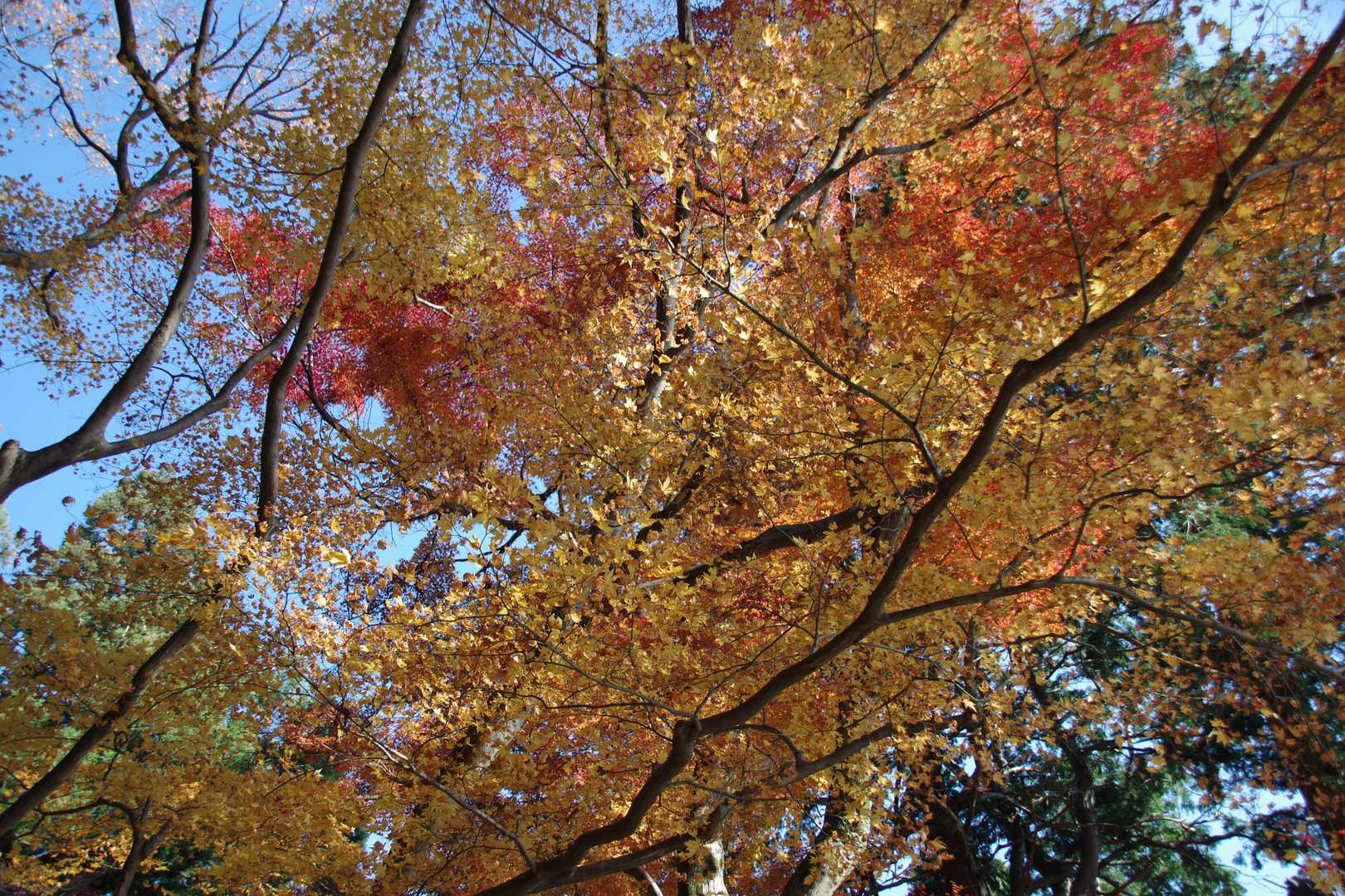 阿賀神社-太郎坊山-みつくり君休憩所-箕作山-小脇山-十三 縦走コースの写真