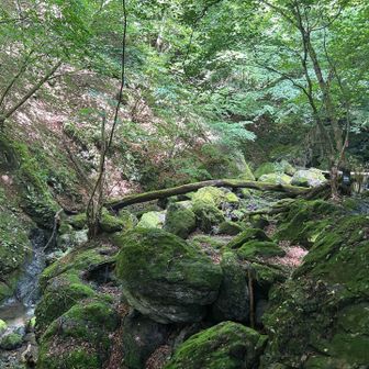 沢沿いの苔むした岩が美しい