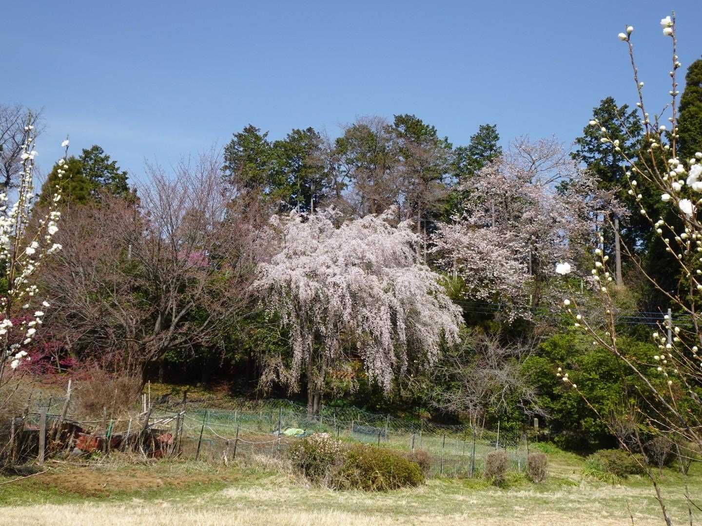 この桜は見頃🌸