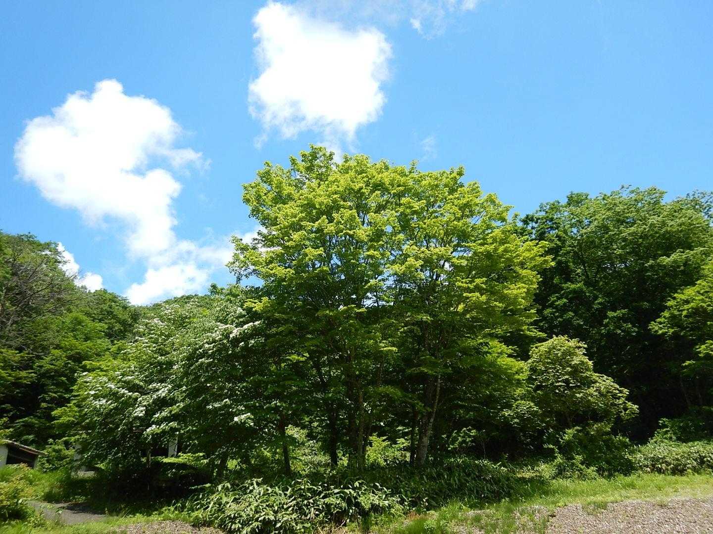 牛曳山登山口-伊良谷山-毛無山-出雲峠 周回コースの写真