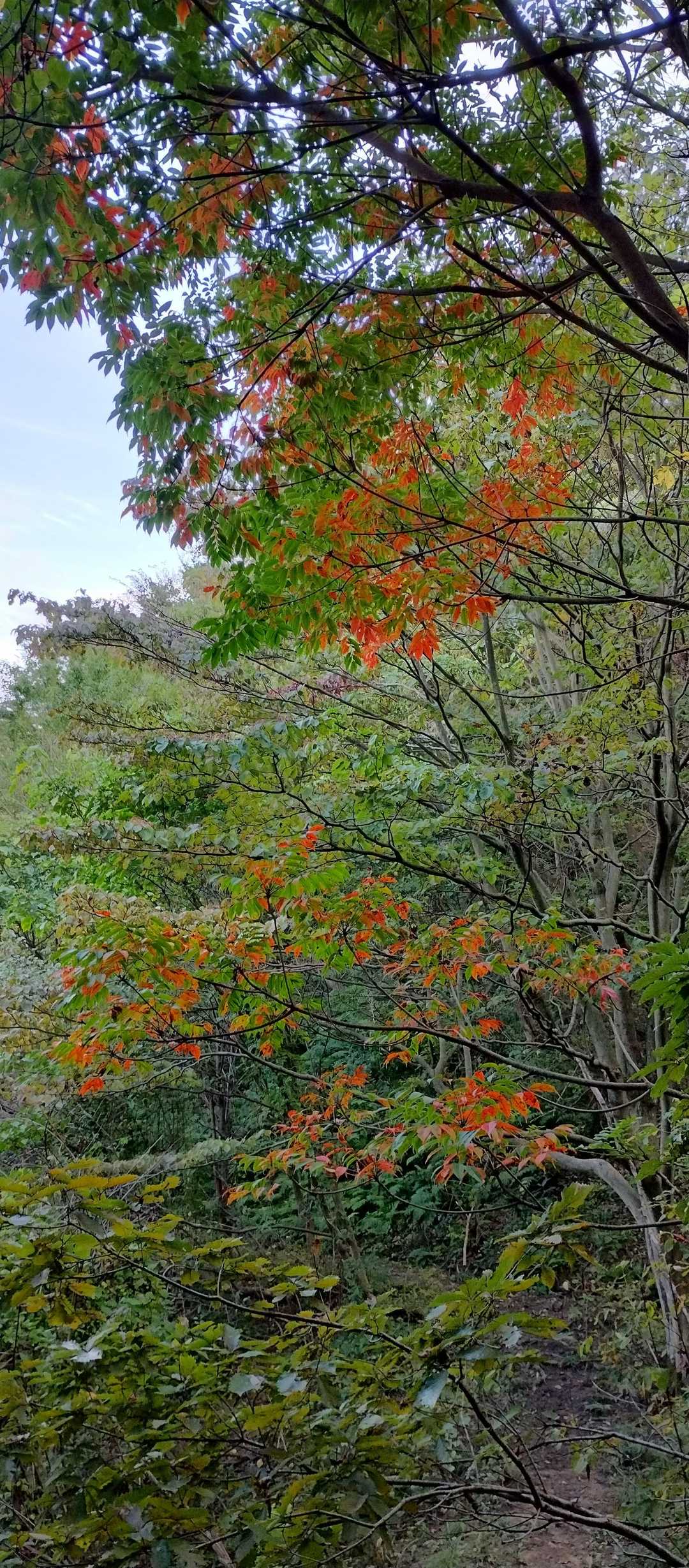 １本　紅葉