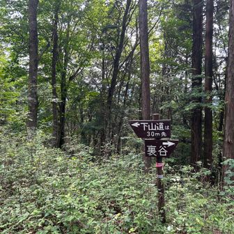 周回ルートで下山したのですがこれが結構急で狭く大変。