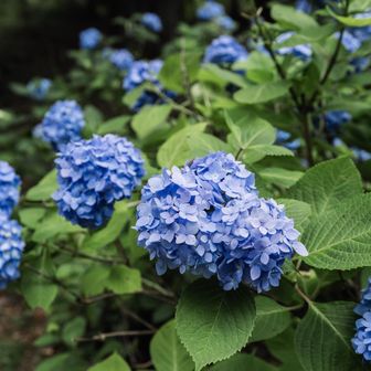 本日のハイライト！
掬星台のアジサイが綺麗に咲き誇る😍
梅雨といえばアジサイだよね👍