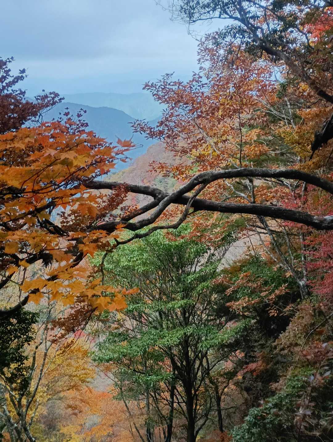 扇平山-ナダクマシロ山-常光寺山 往復コースの写真