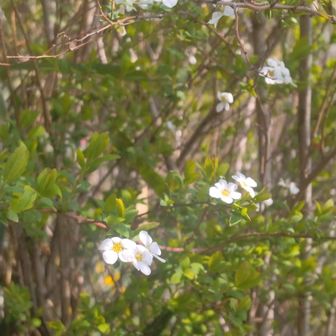 ユキヤナギかなあ