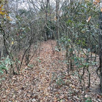 こちらも落ち葉サクサクの道です