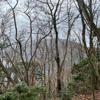 中ノ倉山の山頂。
展望なし。
千円札展望台は中ノ倉山よりずっと向こうの中ノ倉峠だった⤵️
戻るの大変だし、天気悪いから下山します。