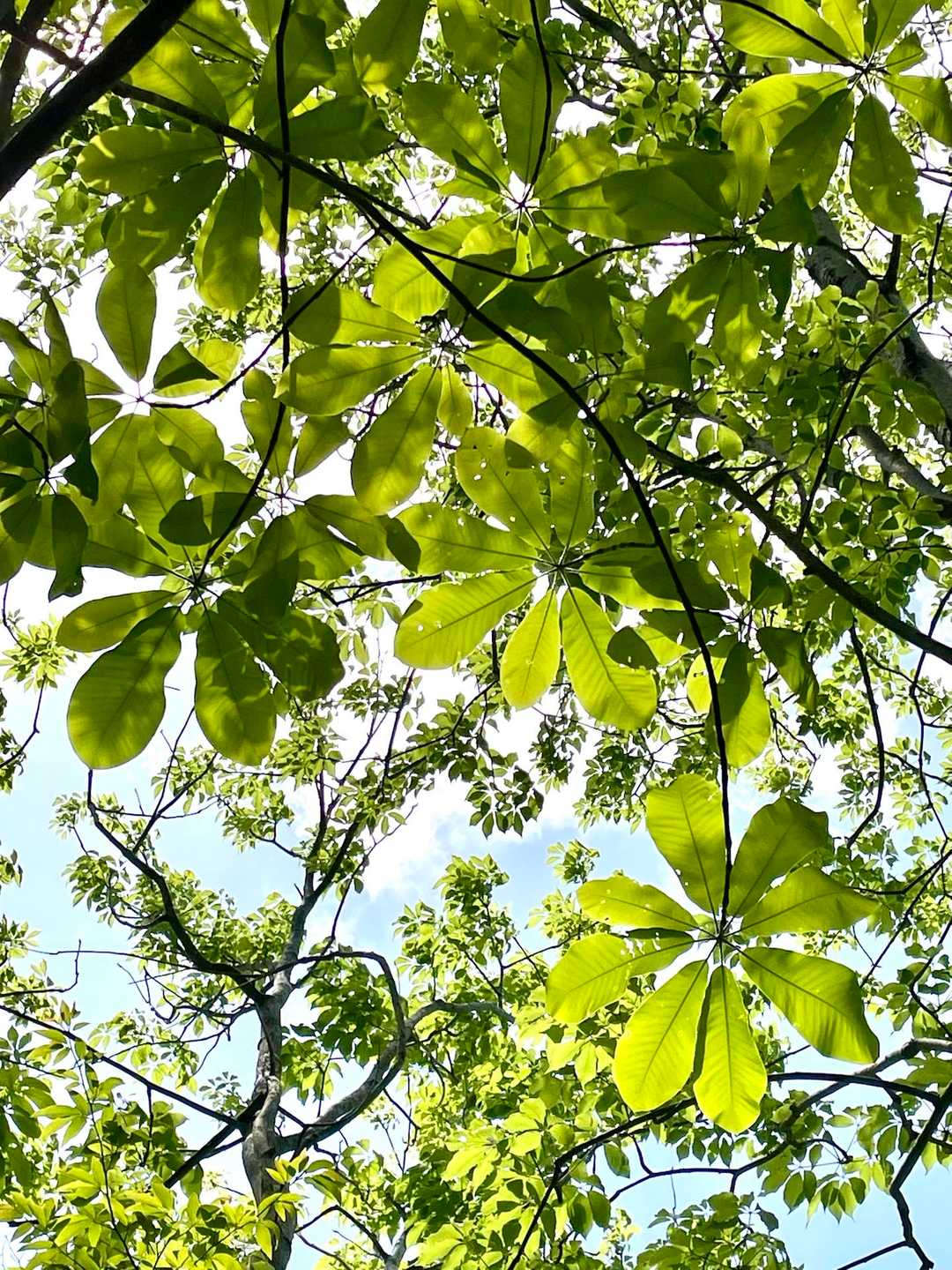 山頂の新緑と空