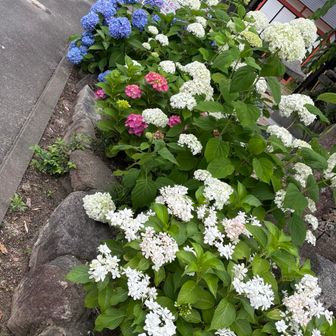 紫陽花を後にして、