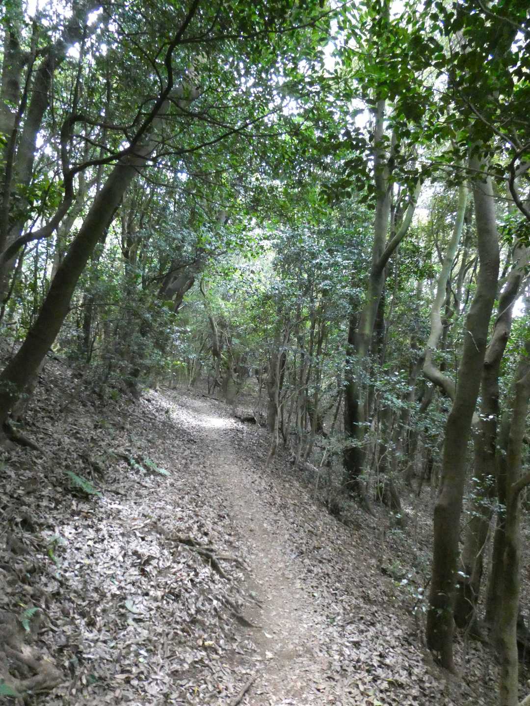 🚶大台ケ原へ下りましょう