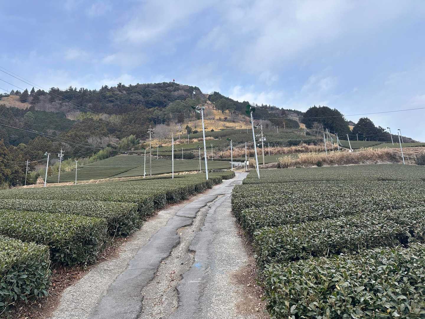 茶畑の中を進む