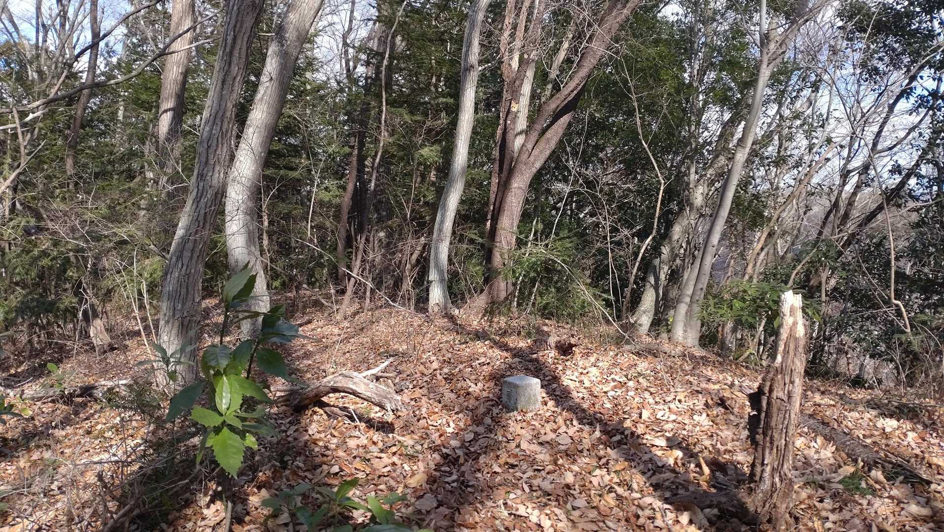 高館山山頂到着🙌三角点のみで山名板無しです🪧🈚️