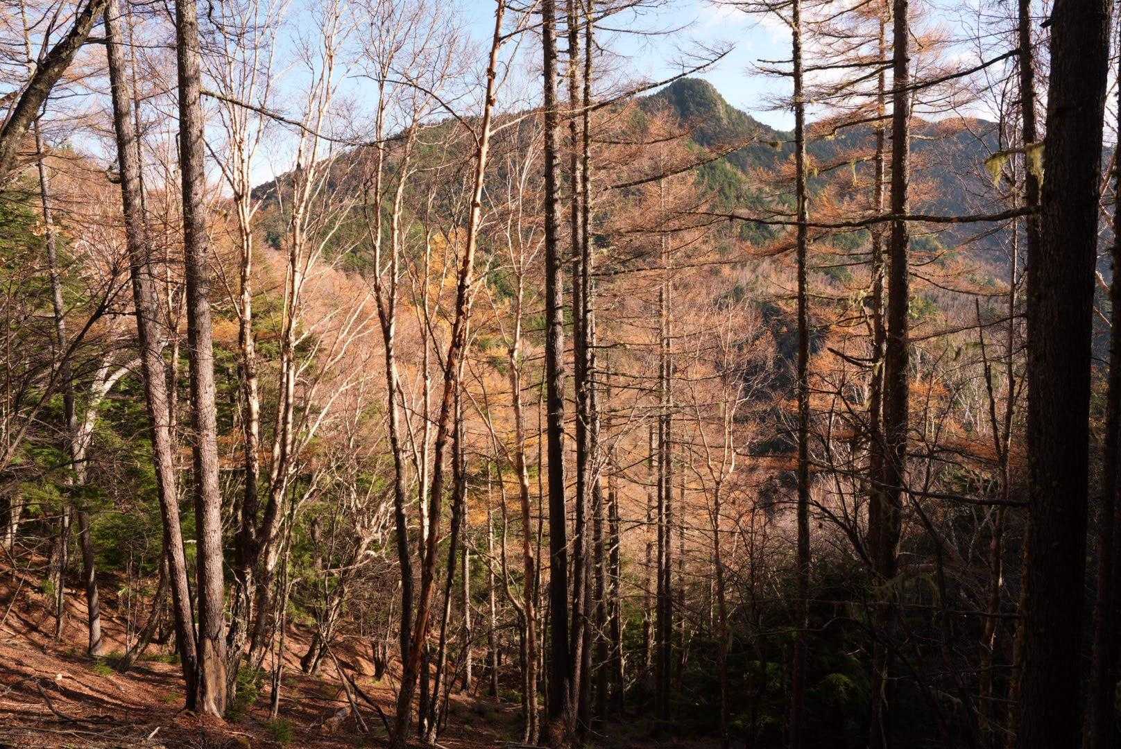 カラマツの黄色が最高です！