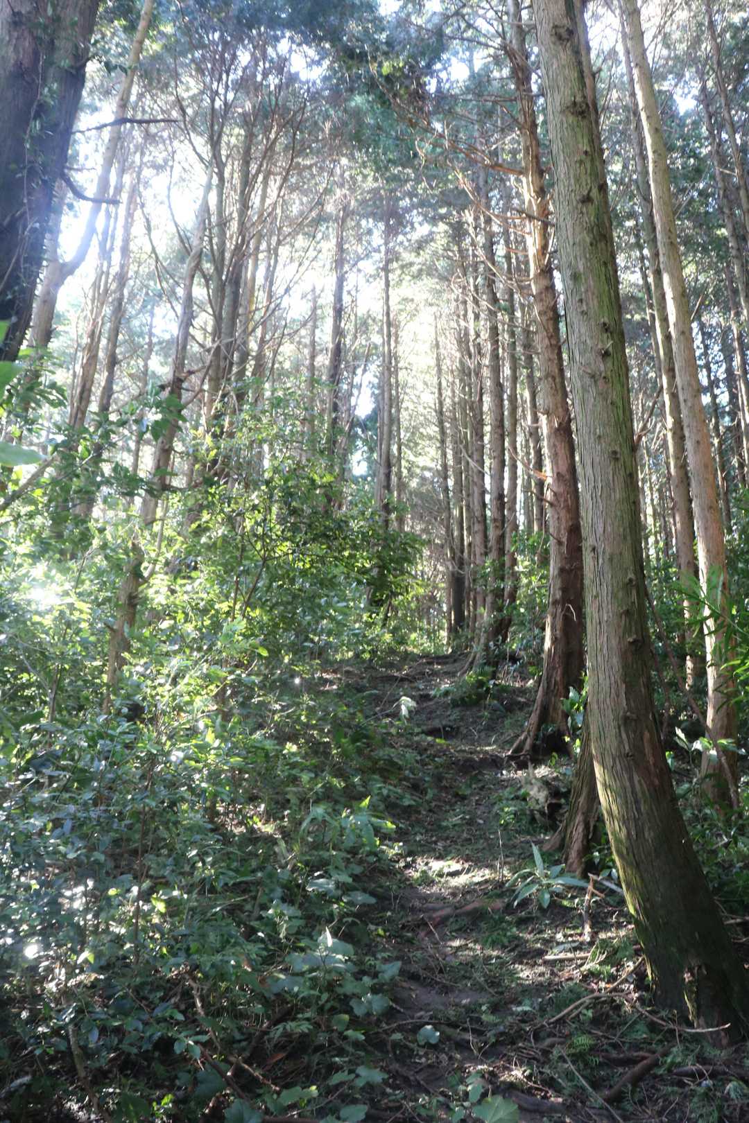 台風一過、気温はさわやかです。
しかし、メマトイがうっとうしい.
虫よけスプレー全く効果なし