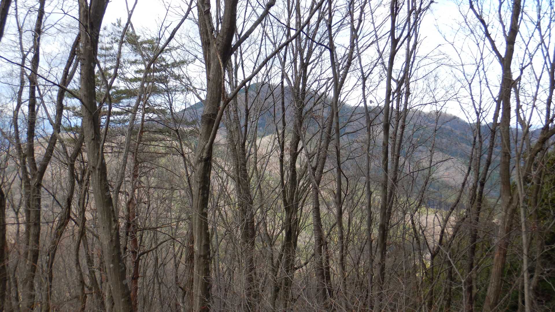 木々の間から雨巻山⛰️が見える👀