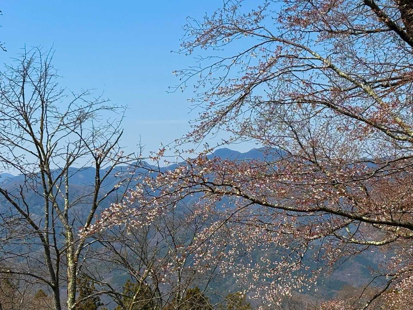 桜の間に見えるのが二子山、と話しているグループさんの会話を盗み聞き
この辺はまだ満開じゃなかった