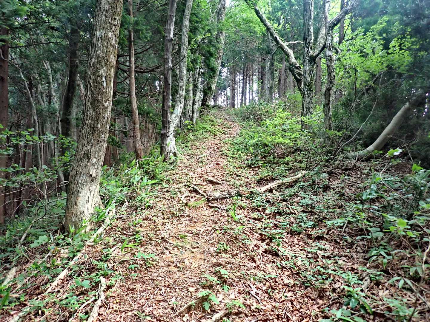 尾根道で、涼しい風が吹き付けます。