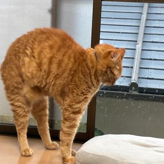 猫猫猫