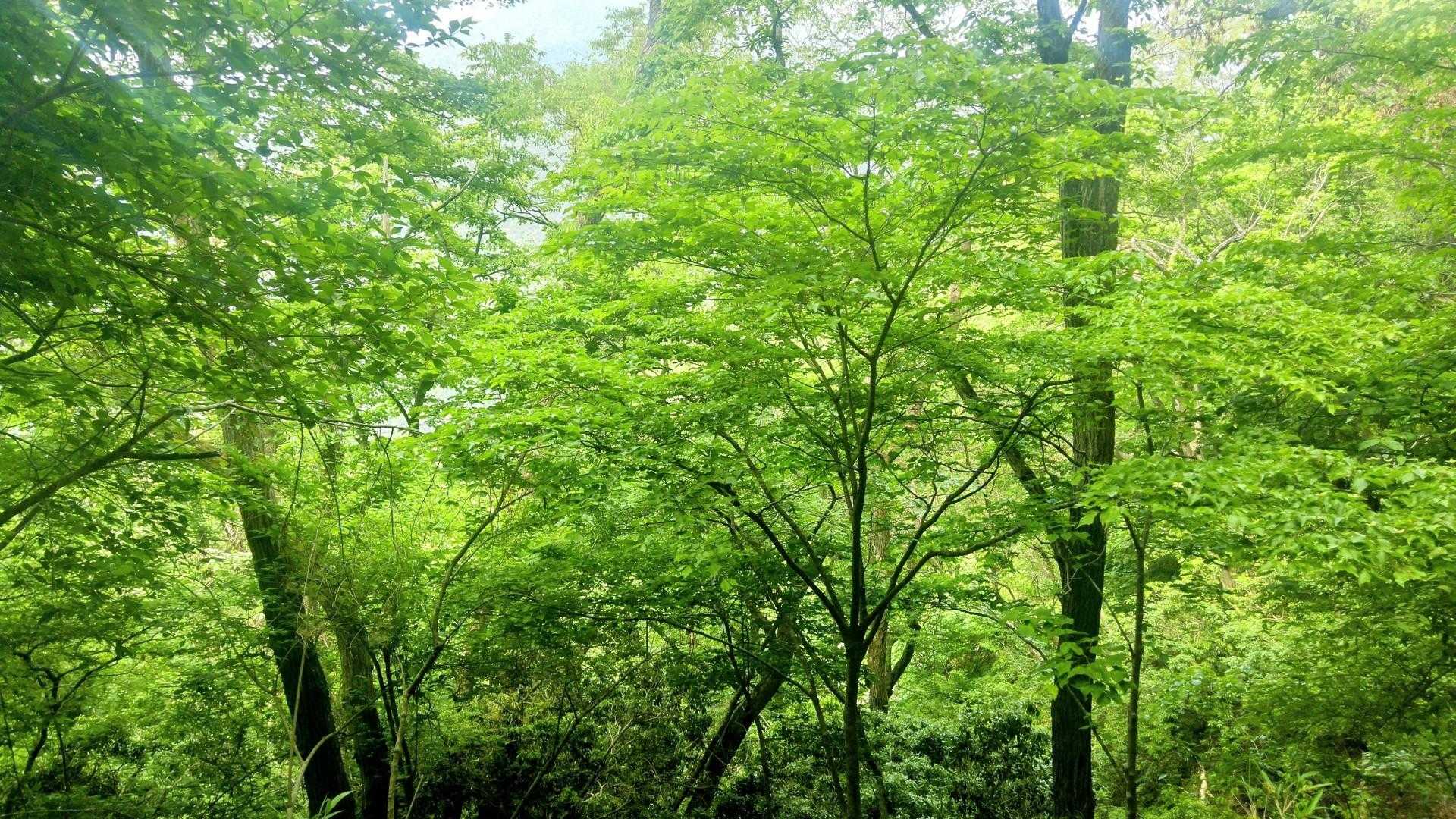 グリングリーン🌿
いい季節だ～🎵