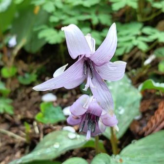 今年は開花が1週間ほど早かったそうですが
まだ咲いていて良かったです
