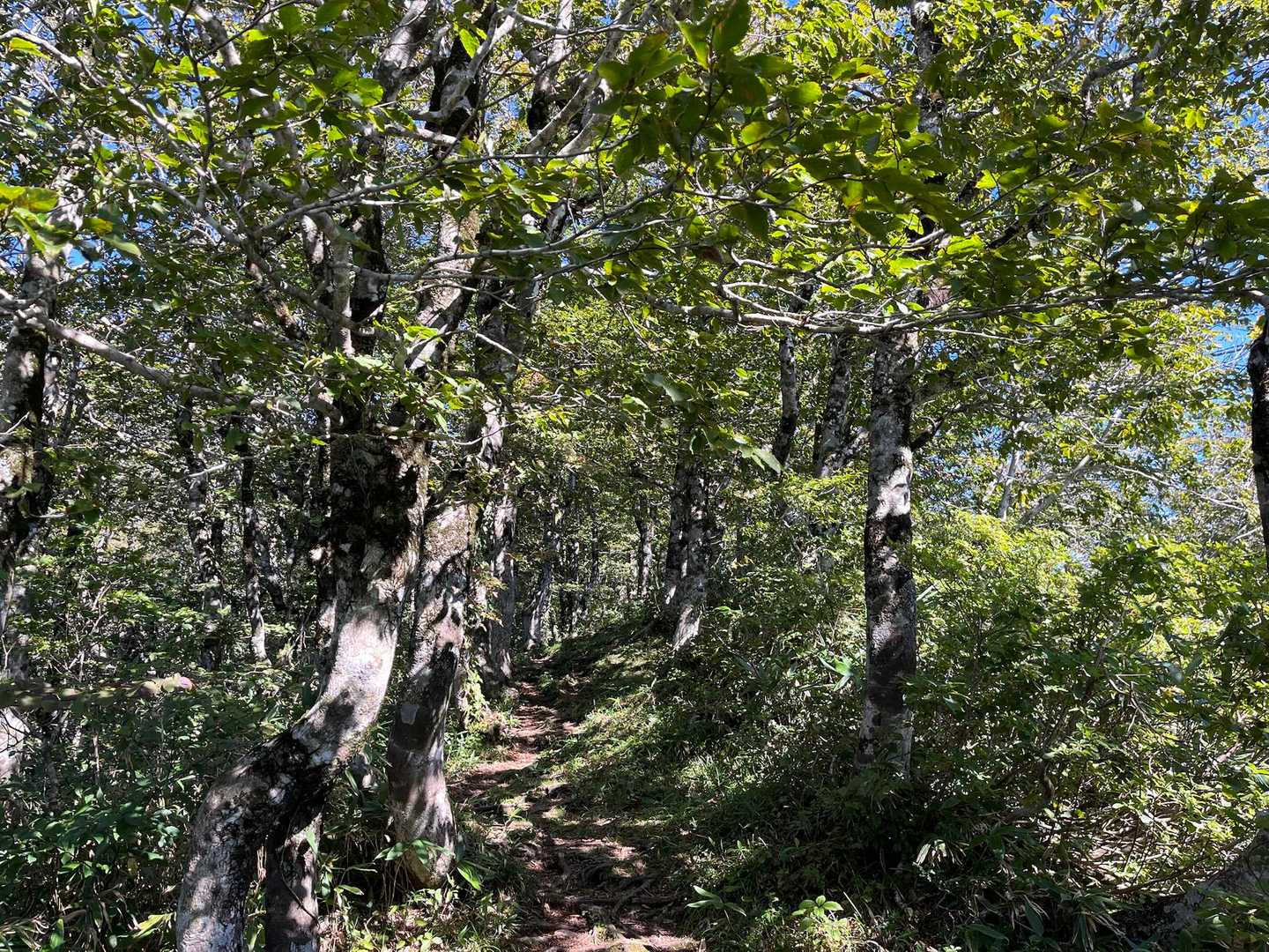 気持ち良い登山道！