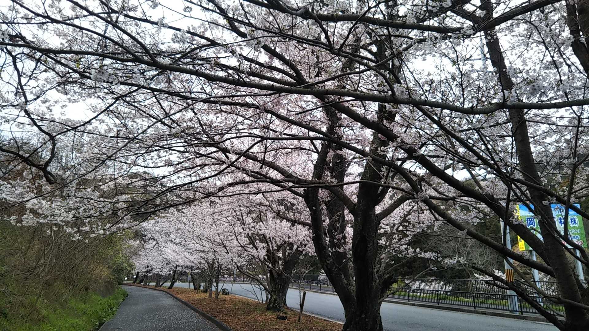 桜並木