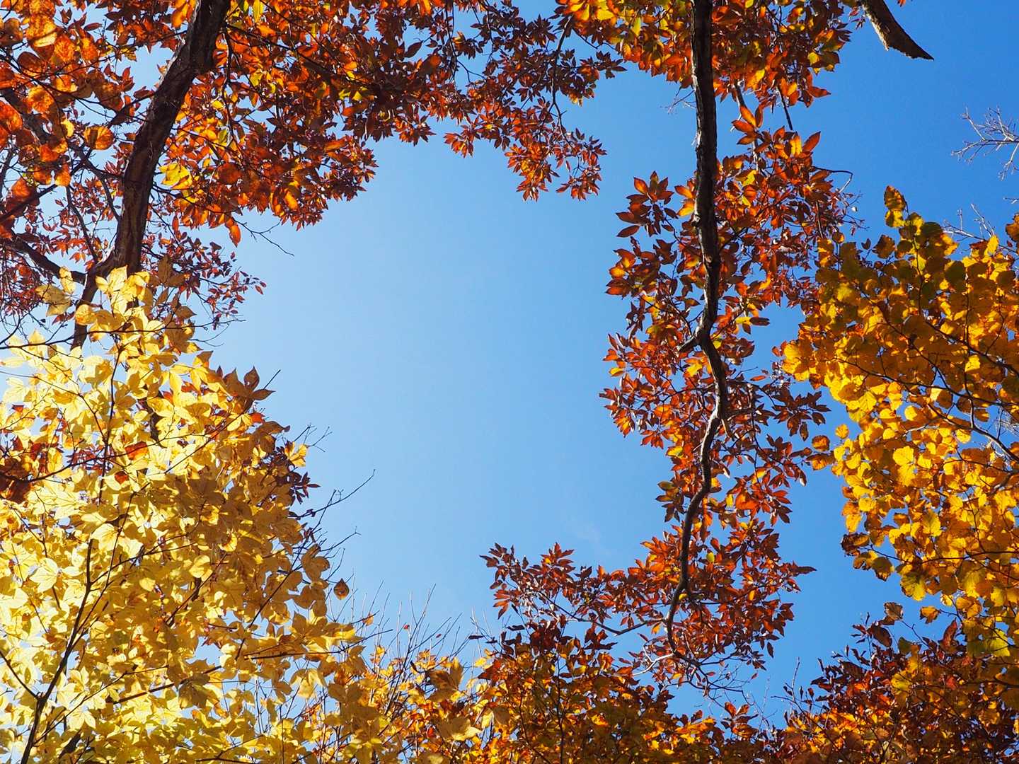 紅葉と黄葉と青空と。