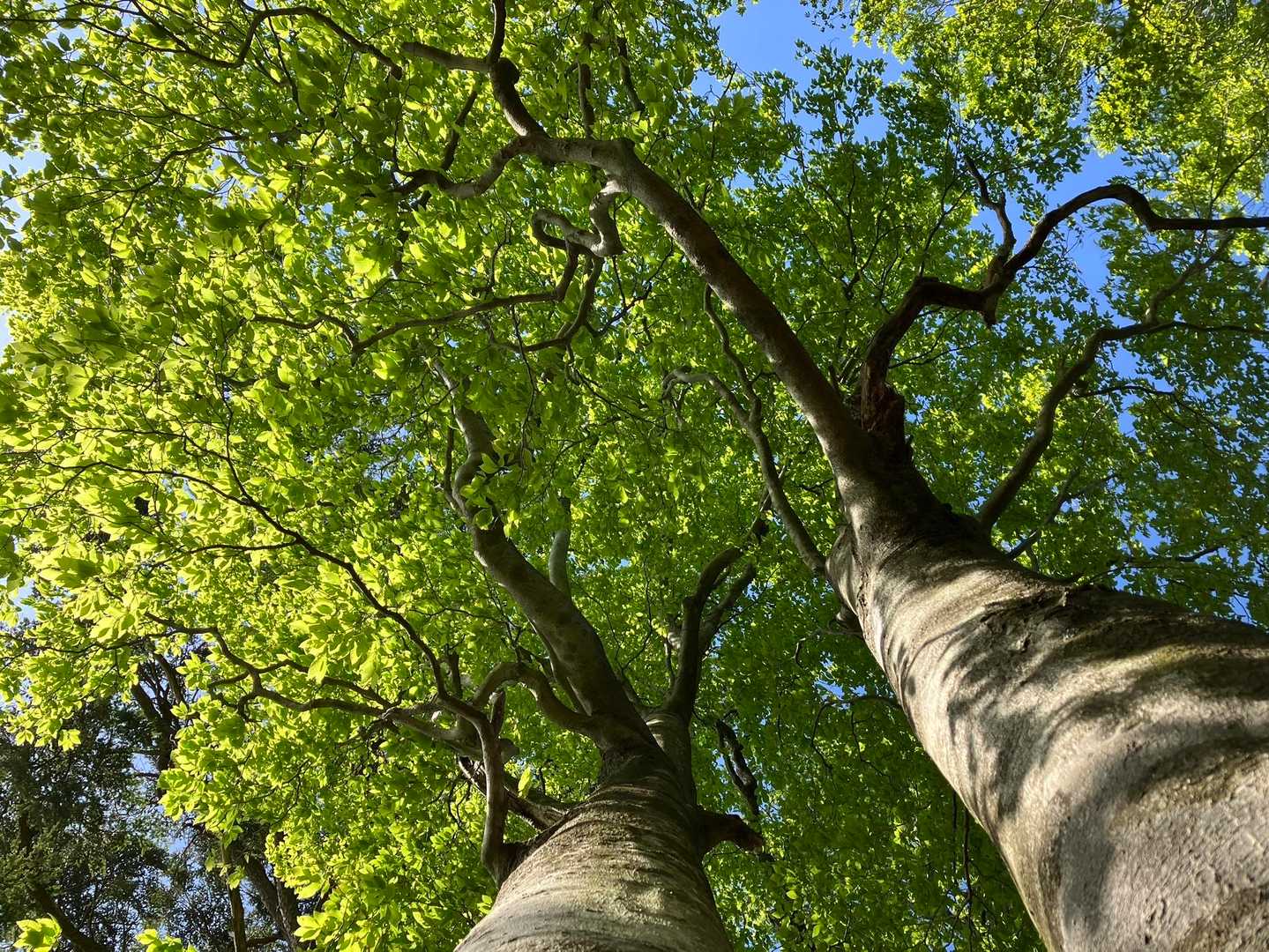 大きなブナの木
見上げると新緑の葉が清々しい🌿