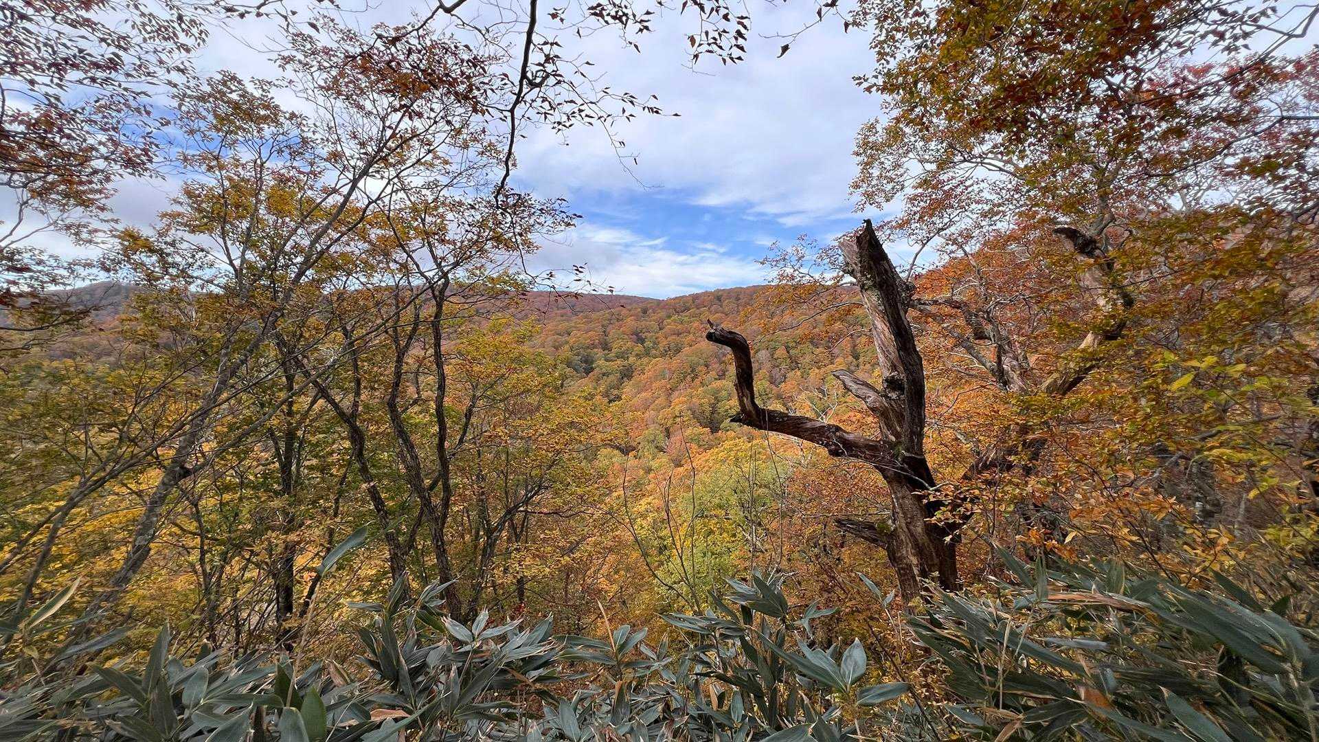 下がるにつれての紅葉
まだまだ綺麗だと思います