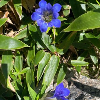 リンドウの季節です🌸