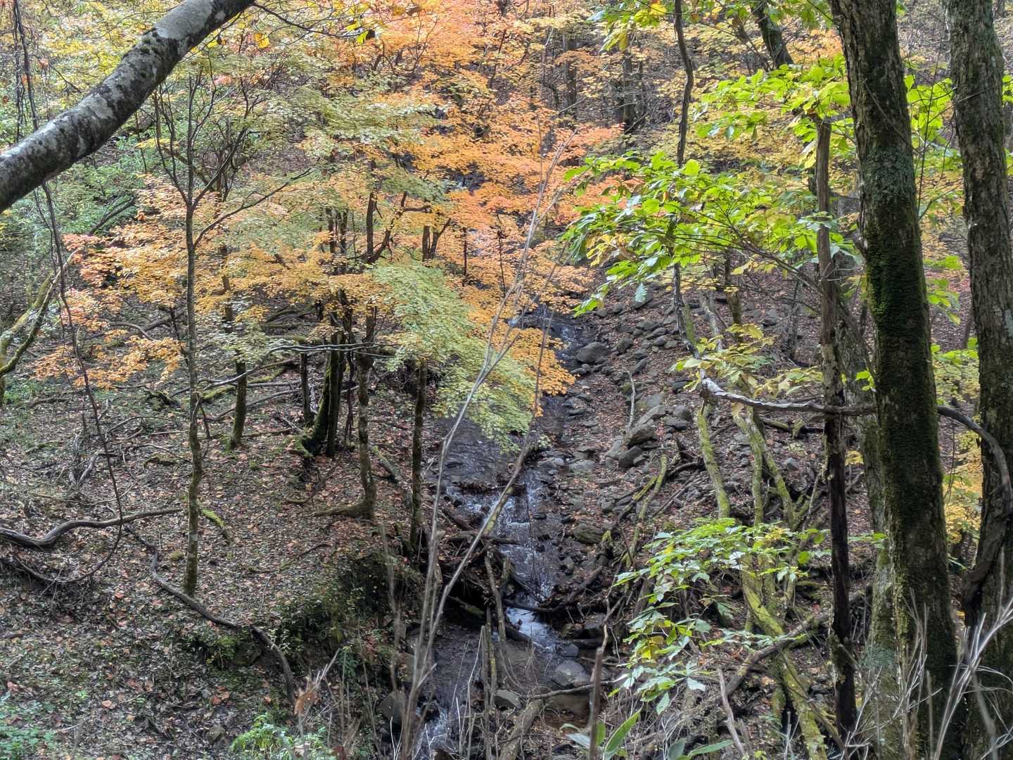 すげー、早速、紅葉🍁MAX😍
