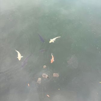 またまた下りて、湖をのぞくと鯉と亀が寄ってきます^_^