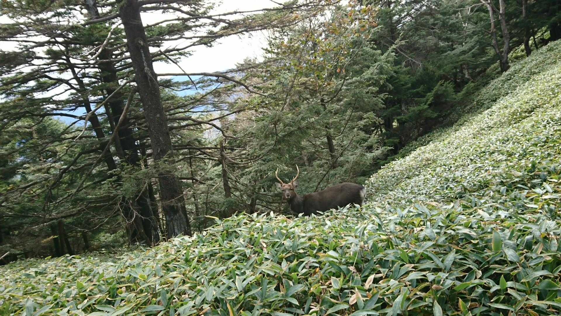 山友さんの熊🐻だぁ！の第一声に👀‼️
本当にびっくりしましたが鹿🦌でした。