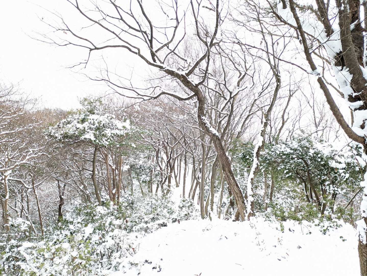 大谷山-滝谷山 往復コースの写真