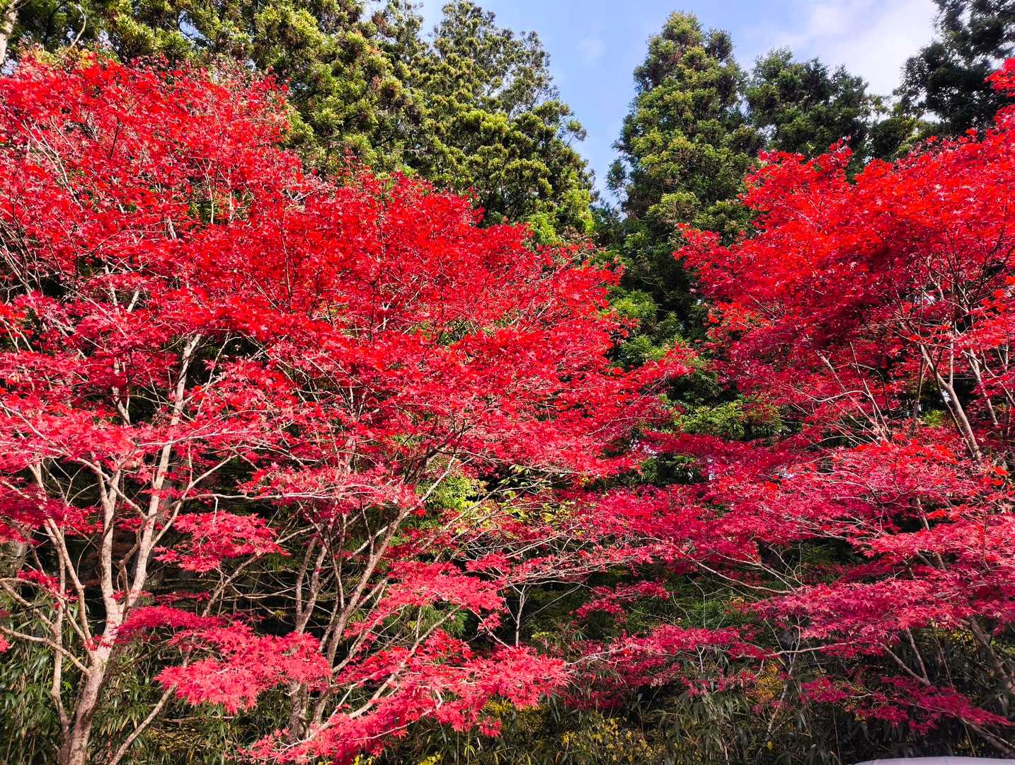 駐車場の🍁