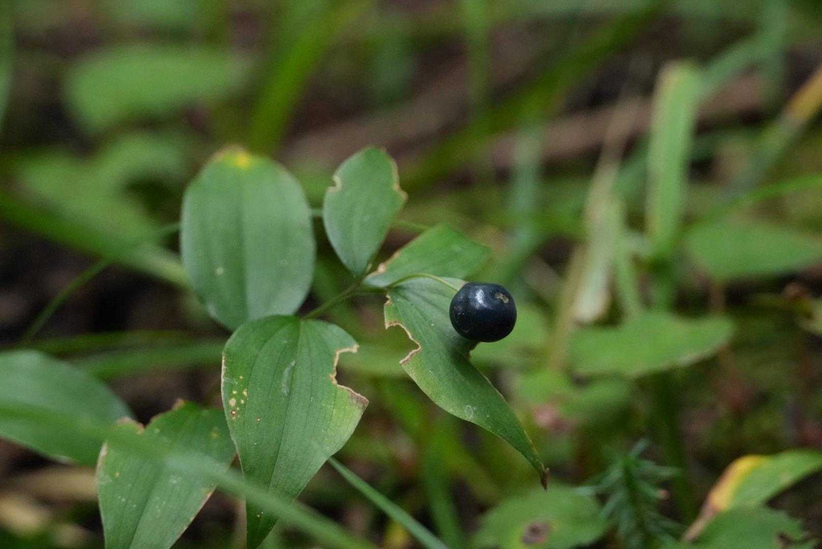 チゴユリの実