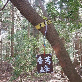 グレーピーク香芳峰に登頂です