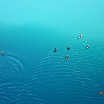 河岸の茂みから、
一斉に何十羽ものかも🦆が
川の中央に向けて泳ぎ出した