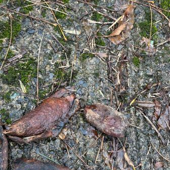 アケビ(木通)の成れの果てがたくさん落ちてました
